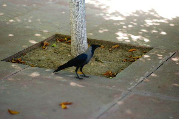 Shri Rawatpura Sarkar Dham — photo 14