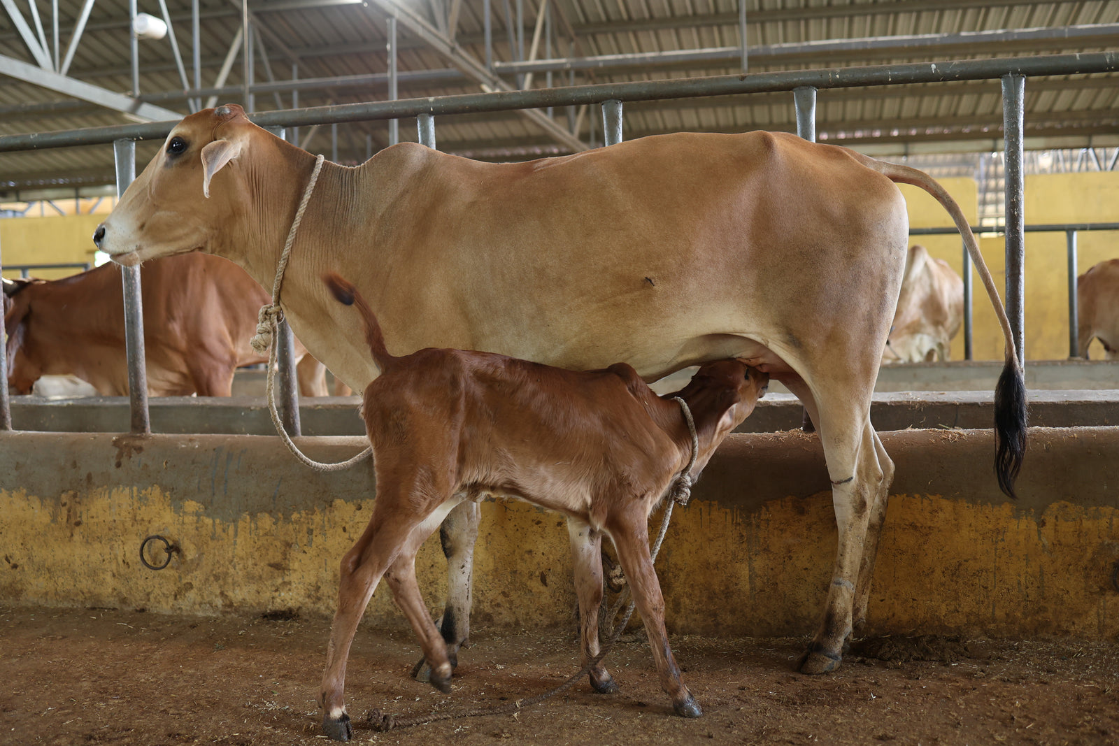 Shri Rawatpura Sarkar Gaushala - Cow Protection & Care